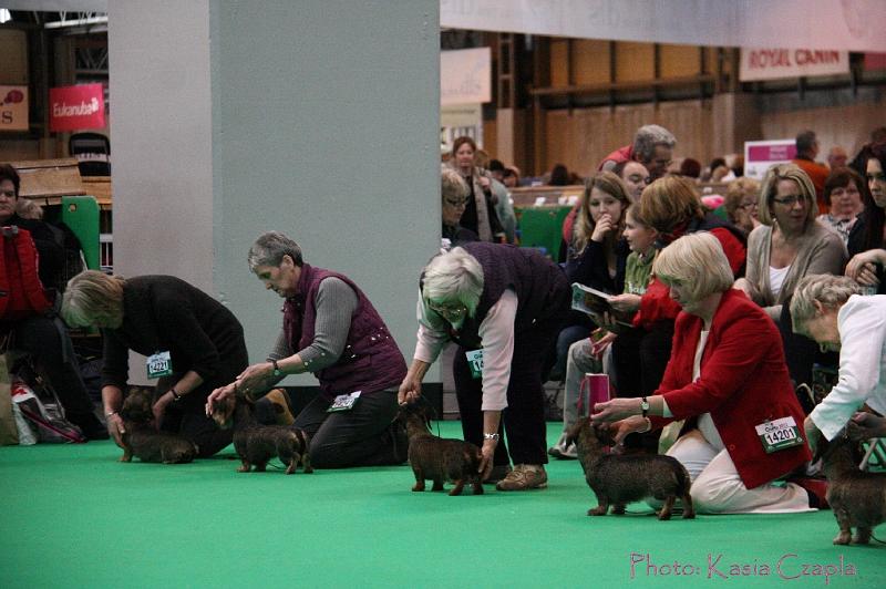 Crufts2011_2 1555.jpg